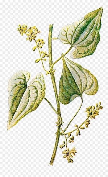Herbs Clipart Transparent - Vintage Antique Leaf Png Transparent Free Clipart