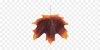 Herbstblatt Papier Xxl Rot B 60 Cm X H 60 Cm - Maple Leaf