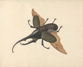 Hercules Beetle by George Edwards | Free Photo - rawpixel
