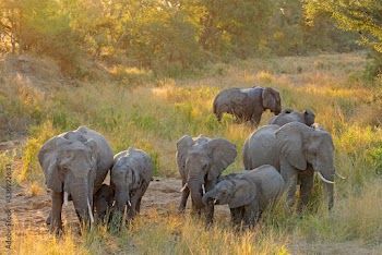 Herd of African elephants (Loxodonta africana) in late afternoon light, Kruger National Park, South Africa.