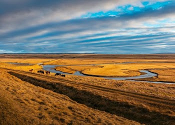 herd of animal near body of water under cloudy blue sky during daytime