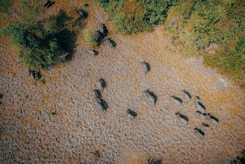 Herd of Animals