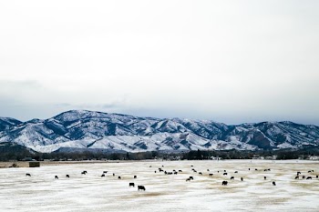 herd of black animals on field near mountain
