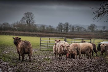 Herd of Brown and Beige Sheep on Field Under Gray Sky
