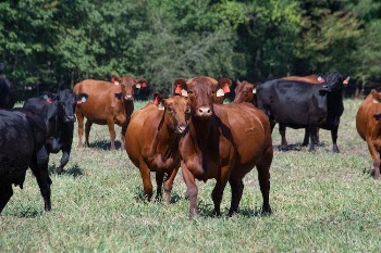 Herd of Brown and Black Cattle on Grass Field