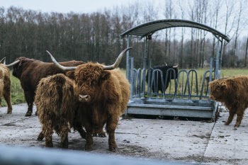 Herd of Brown Bison on Gray Concrete Surface