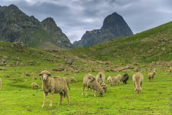 Herd of Brown Sheep on Green Grass
