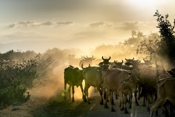 Herd of Cattle