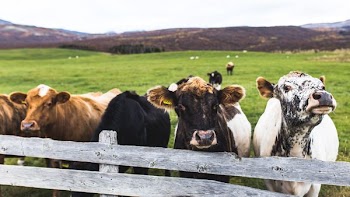 herd of cattles standing on green grass field near wooden fence during daytime