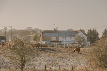 Herd Of Cows