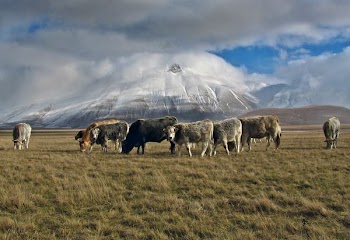 herd of cows eating grass
