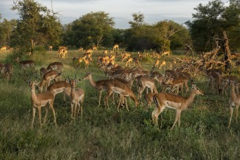 Herd Of Deer In Green Grass Field