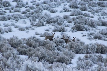 Herd of Deer on Bush