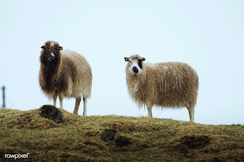 Herd of Faroe sheep at the Faroe Islands, part of the Kingdom of Denma.. | Free  photo - 2329621