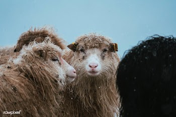 Herd of Faroe sheep at the Faroe Islands, part of the Kingdom of Denma.. | Free  photo - 2329634