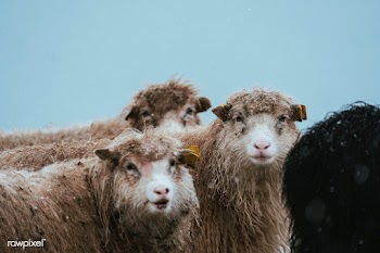 Herd of Faroe sheep at the Faroe Islands, part of the Kingdom of Denma.. | Free  photo - 2329688