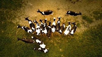 herd of goat on gray field