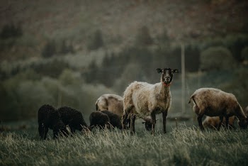 Herd of Goats