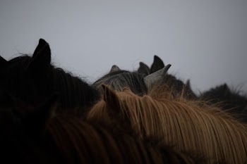 herd of horses