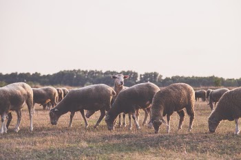 Herd of Sheep