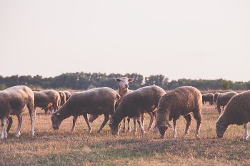 Herd of Sheep