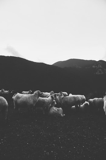 Herd of Sheep