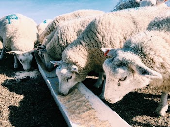 Herd of Sheep Eating Food