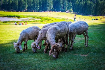 Herd Of Sheep Eating Grass During Day