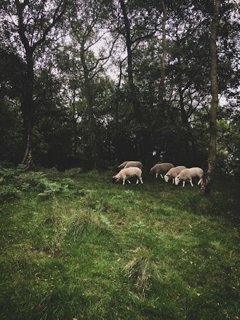 Herd of Sheep Next to Trees