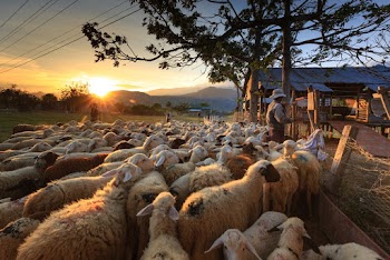 Herd of Sheep on Focus Photography