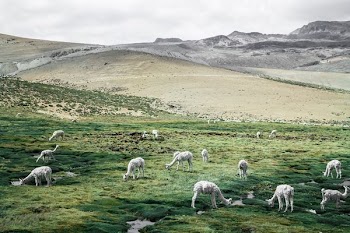 herd of sheep on green field