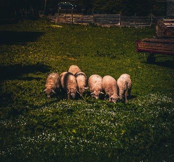 Herd Of Sheep On Green Grass