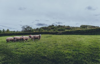Herd of Sheep on Green Grass Field
