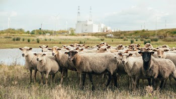 Herd of Sheep on Green Grass Field