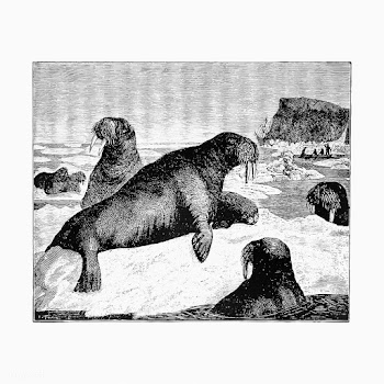 Herd of walrus vintage artwork | Free stock vector - 571649