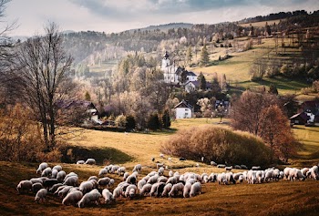 Herd Of White Sheep