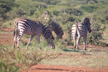 Herd of Zebras Eating Grass