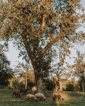 Herd Sheep Grazing Under Tree