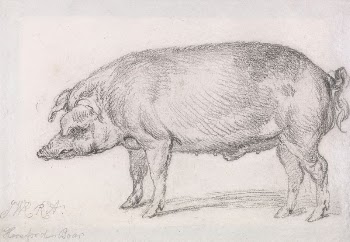Hereford Boar | Free Photo - rawpixel