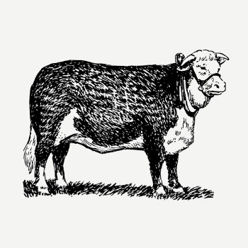 Hereford cattle, vintage farm animal | Free PSD Illustration - rawpixel