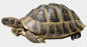 Hermann's Tortoise transparent PNG - StickPNG