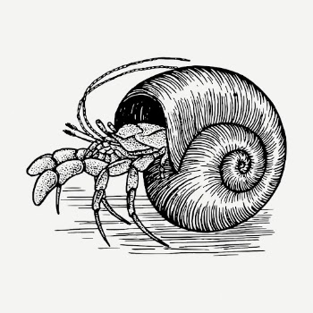 Hermit crab drawing clipart, sea | Free PSD - rawpixel