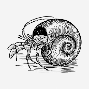 Hermit crab hand drawn illustration. | Free Photo - rawpixel