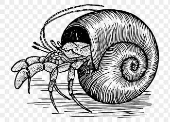 Hermit crab png clipart, sea | Free PNG - rawpixel