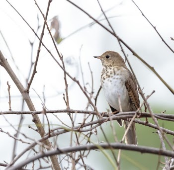 Hermit thrush bird. Free public | Free Photo - rawpixel