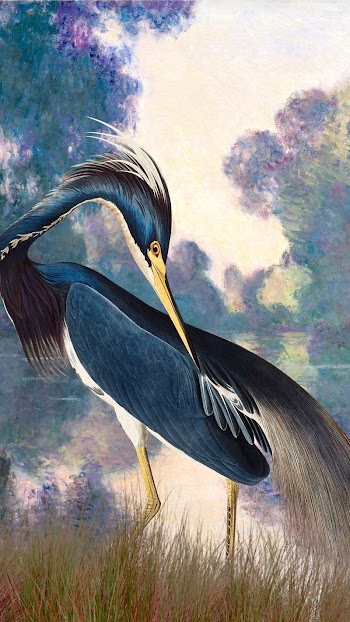 Heron bird iPhone wallpaper, aesthetic | Free Photo Illustration - rawpixel