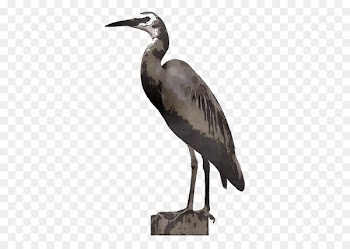 Heron Stork Beak Ibis Wader -  
