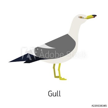 Herring gull or seagull isolated on white background