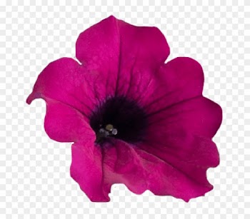 Hey Вверх Nature Flowers Petunia Pngmart002 Load20180523 - Petunia Png