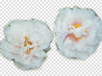 Heze Moutan peony Paeonia lactiflora, Two white peony transparent background PNG clipart